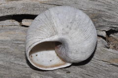 Helix melanostoma
