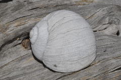 Helix melanostoma