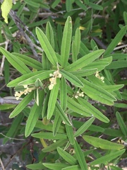 Croton linearis