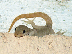 Mediodactylus kotschyi