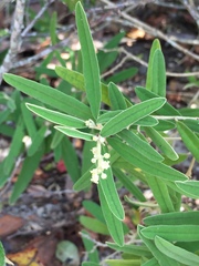 Croton linearis