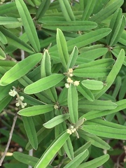 Croton linearis