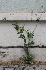 Sonchus