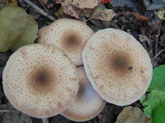Agaricales