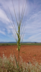 Aegilops triuncialis
