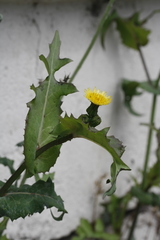 Sonchus