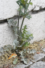 Sonchus