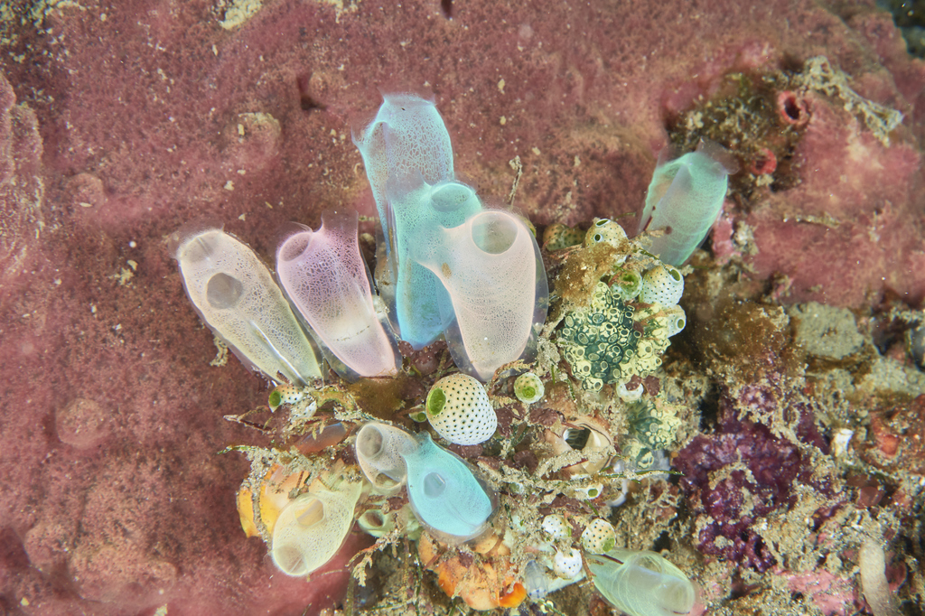 Sea Squirts