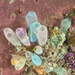 Sea Squirts - Photo (c) Jean-Paul Cassez, some rights reserved (CC BY-NC), uploaded by Jean-Paul Cassez