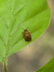 Cychramus luteus