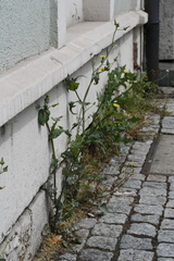 Sonchus