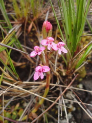 Disa vaginata