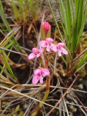 Disa vaginata