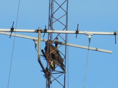 Parabuteo unicinctus