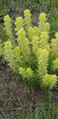 Castilleja citrina