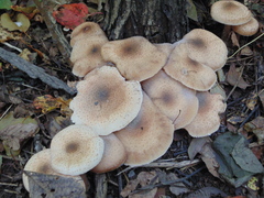 Agaricales