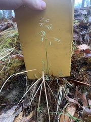 Poa cuspidata