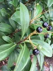 Ardisia escallonioides image