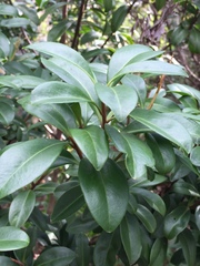 Ardisia escallonioides image