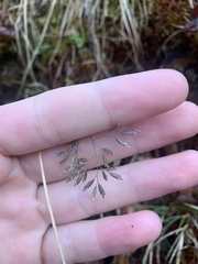 Poa cuspidata