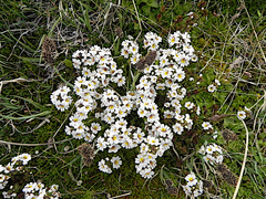 Euphrasia meiantha