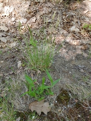 Oryzopsis asperifolia