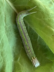 Opsiphanes quiteria