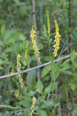 Melilotus officinalis