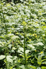 Rubus