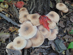 Agaricales