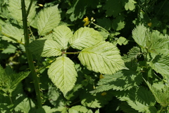 Rubus