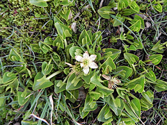 Caltha sagittata