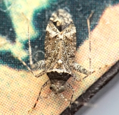 Phytocoris