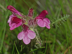 Pedicularis orthantha