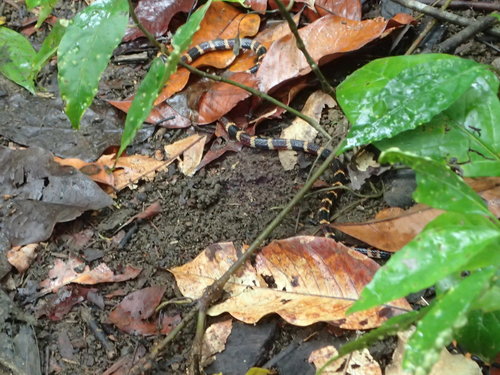 Micrurus alleni