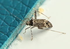Phytocoris