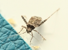 Phytocoris