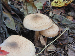 Agaricales