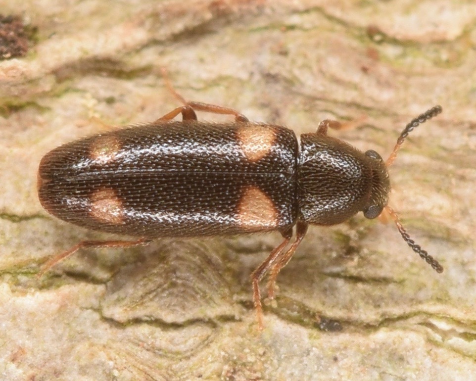 Spilotus quadripustulatus