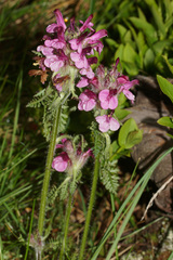 Pedicularis orthantha