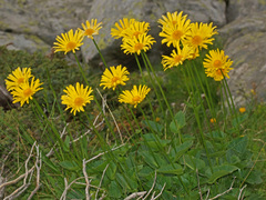 Doronicum columnae