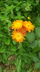 Pilosella aurantiaca