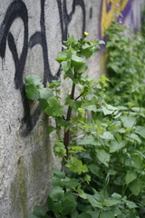 Sonchus