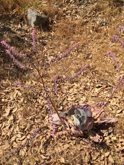 Gibbiflorae