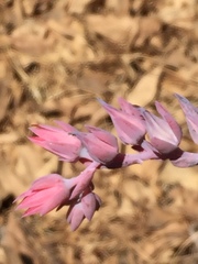 Gibbiflorae