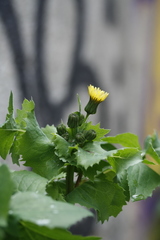 Sonchus
