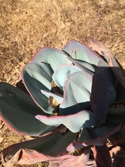 Gibbiflorae