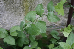 Sonchus