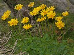 Doronicum columnae
