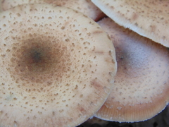 Agaricales